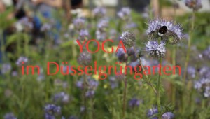 Yoga im düsselgrün