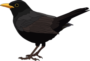 Amsel