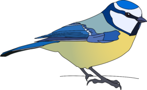 Blaumeise