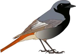 Hausrotschwanz