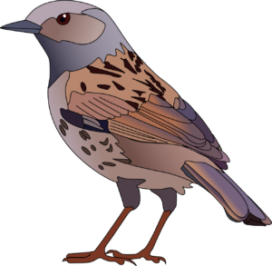 Heckenbraunelle