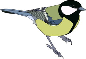 Kohlmeise