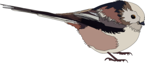 Schwanzmeise