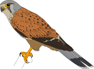 Turmfalke